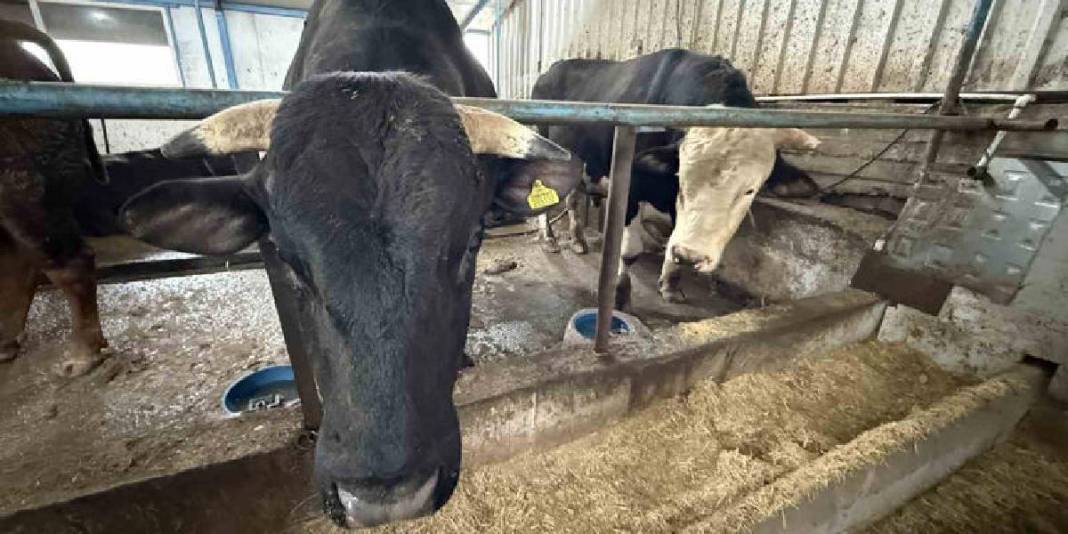 Cüsseleri ve fiyatlarıyla pazarın gözdesi oldular: Tonluk tosunlar özel programlarla besleniyor 3